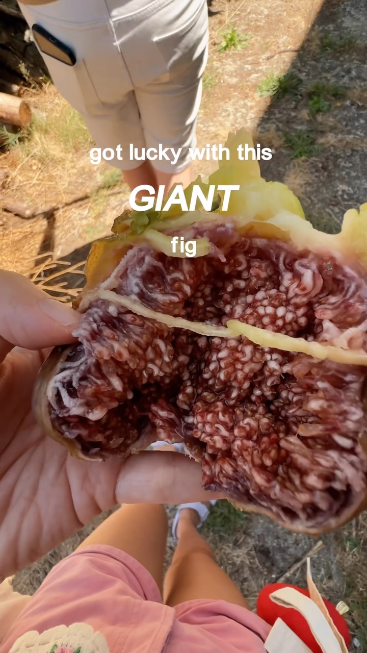 Things I learnt to love from living in Portugal: picking and eating figs fresh from a tree!

Fig trees are everywhere around here - I had no idea they could be such a delight 😁